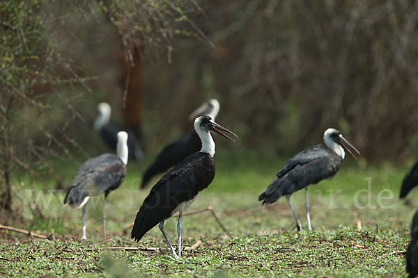 Wollhalsstorch (Ciconia episcopus)