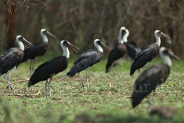 Wollhalsstorch (Ciconia episcopus)