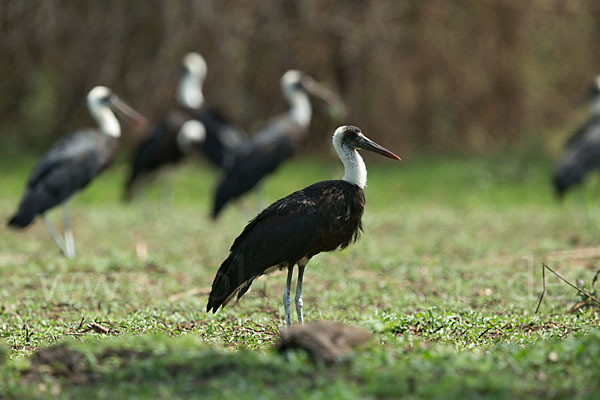 Wollhalsstorch (Ciconia episcopus)