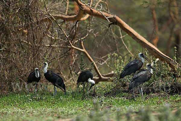 Wollhalsstorch (Ciconia episcopus)