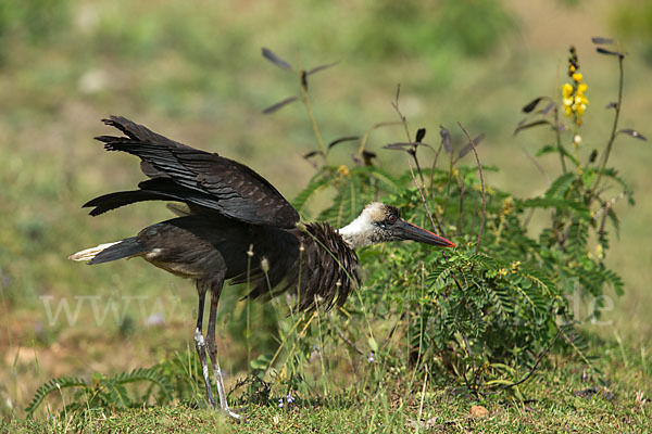 Wollhalsstorch (Ciconia episcopus)