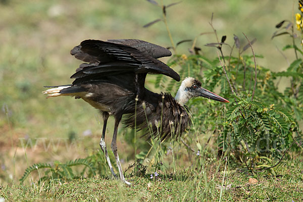 Wollhalsstorch (Ciconia episcopus)