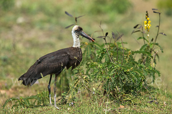 Wollhalsstorch (Ciconia episcopus)