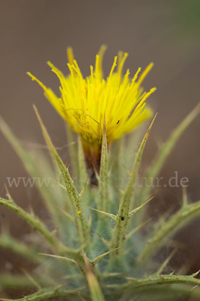 Wollige Färberdistel (Carthamus lanatus)