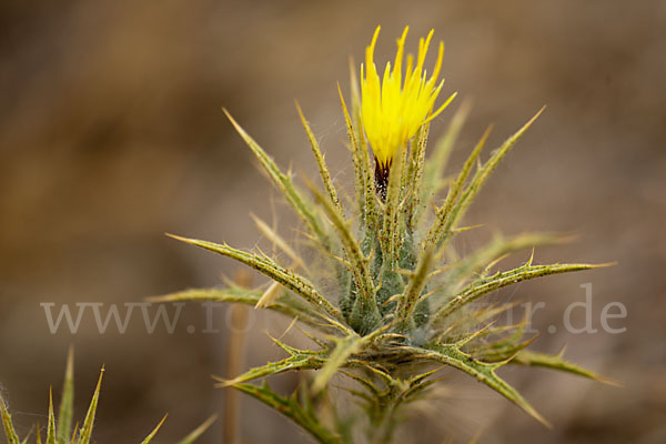 Wollige Färberdistel (Carthamus lanatus)