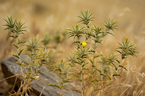 Wollige Färberdistel (Carthamus lanatus)