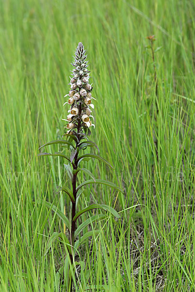 Wolliger Fingerhut (Digitalis lanata)