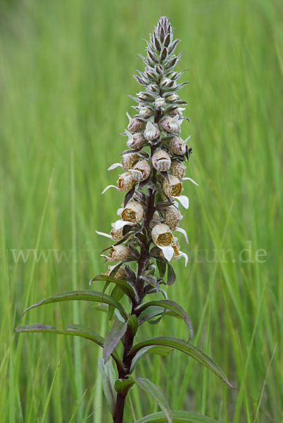 Wolliger Fingerhut (Digitalis lanata)