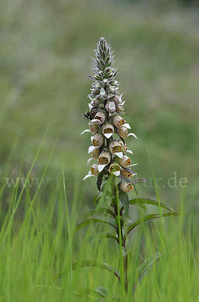 Wolliger Fingerhut (Digitalis lanata)