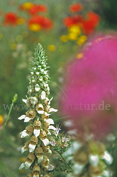 Wolliger Fingerhut (Digitalis lanata)