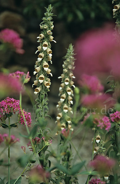 Wolliger Fingerhut (Digitalis lanata)