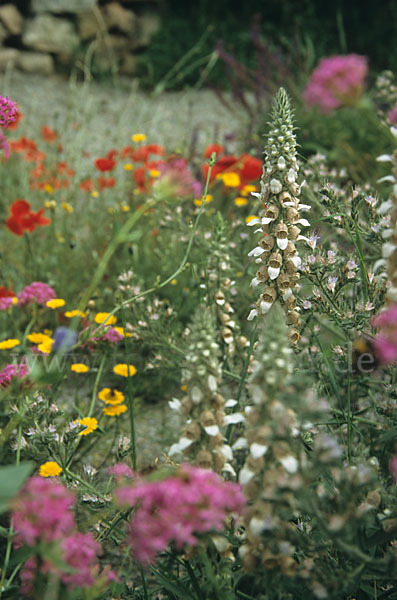 Wolliger Fingerhut (Digitalis lanata)