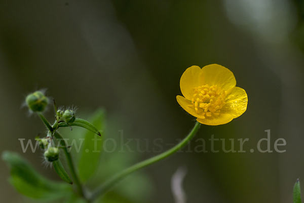 Wolliger Hahnenfuß (Ranunculus lanuginosus)