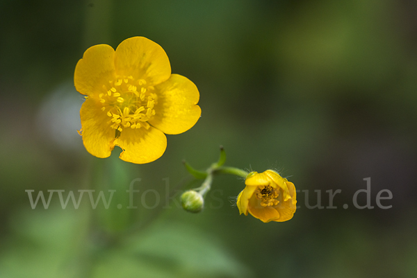 Wolliger Hahnenfuß (Ranunculus lanuginosus)