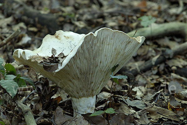 Wolliger Milchling (Lactarius vellereus)