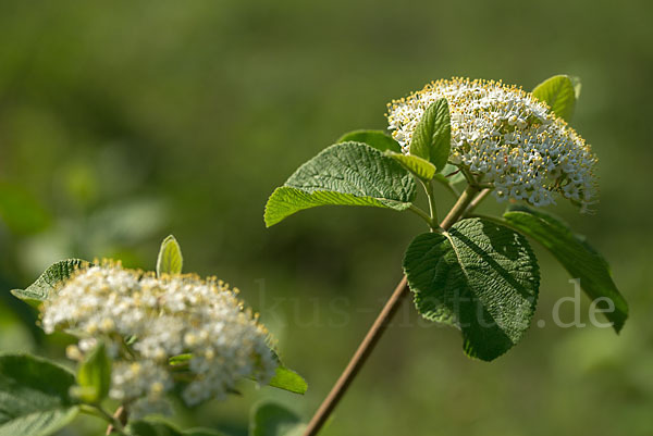 Wolliger Schneeball (Viburnum lantana)