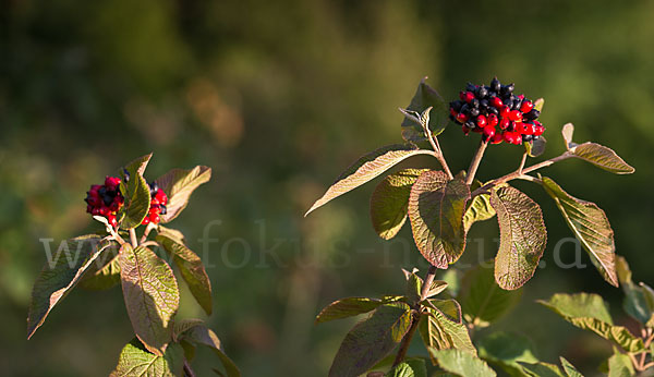 Wolliger Schneeball (Viburnum lantana)