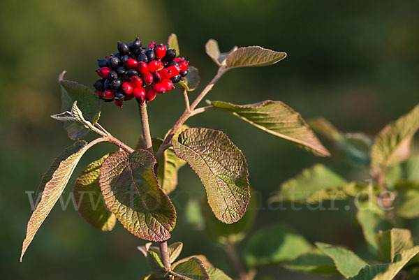 Wolliger Schneeball (Viburnum lantana)