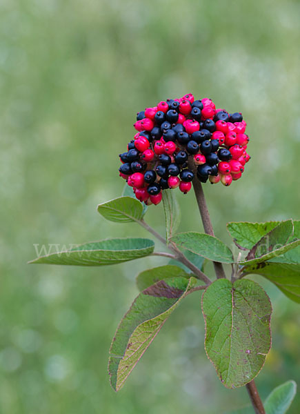 Wolliger Schneeball (Viburnum lantana)