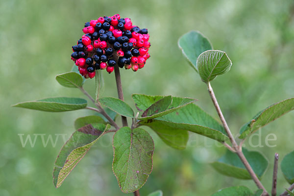 Wolliger Schneeball (Viburnum lantana)