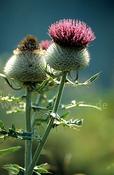 Wollköpfige Kratzdistel (Cirsium eriophorum)