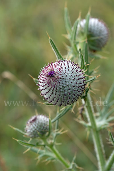 Wollköpfige Kratzdistel (Cirsium eriophorum)