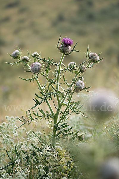 Wollköpfige Kratzdistel (Cirsium eriophorum)