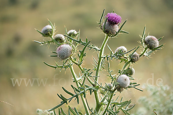 Wollköpfige Kratzdistel (Cirsium eriophorum)