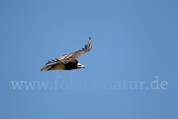 Wollkopfgeier (Trigonoceps occipitalis)