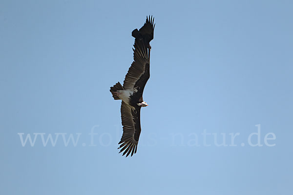 Wollkopfgeier (Trigonoceps occipitalis)