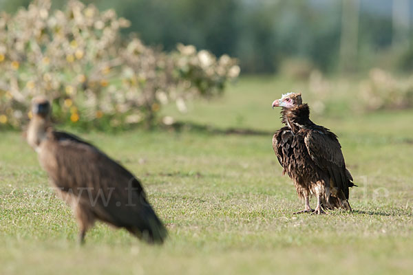 Wollkopfgeier (Trigonoceps occipitalis)