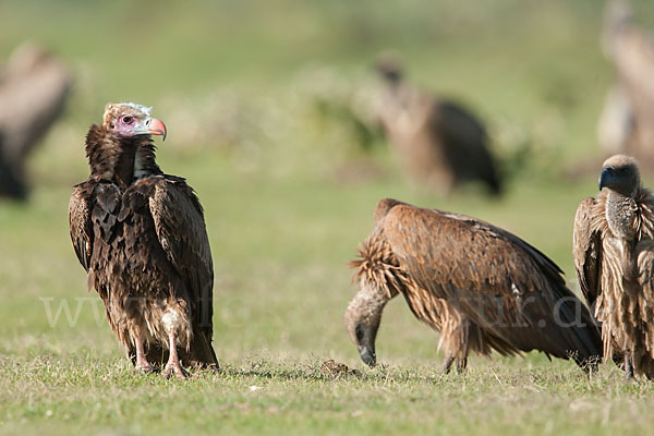 Wollkopfgeier (Trigonoceps occipitalis)