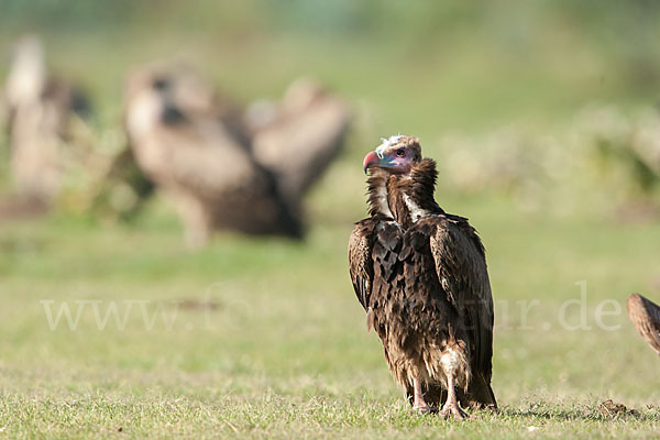 Wollkopfgeier (Trigonoceps occipitalis)