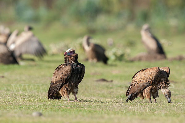 Wollkopfgeier (Trigonoceps occipitalis)