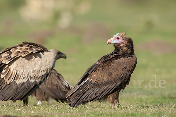 Wollkopfgeier (Trigonoceps occipitalis)