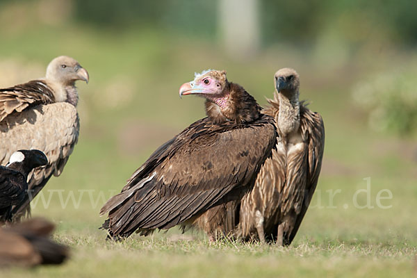 Wollkopfgeier (Trigonoceps occipitalis)