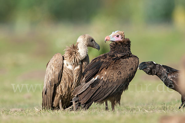 Wollkopfgeier (Trigonoceps occipitalis)