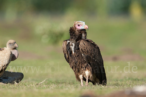 Wollkopfgeier (Trigonoceps occipitalis)