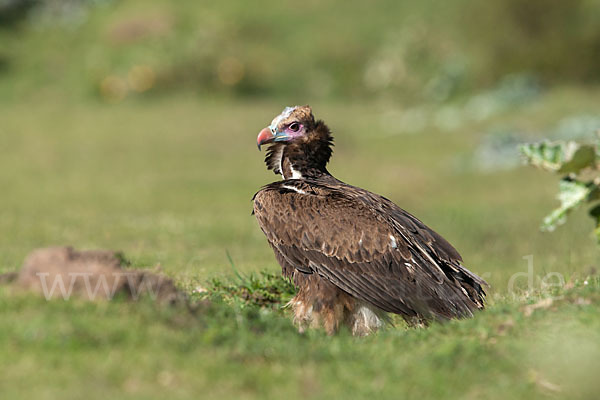 Wollkopfgeier (Trigonoceps occipitalis)