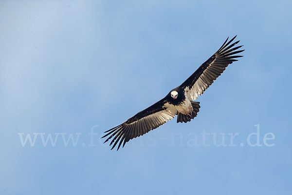 Wollkopfgeier (Trigonoceps occipitalis)