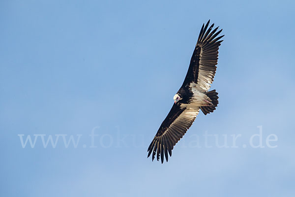 Wollkopfgeier (Trigonoceps occipitalis)