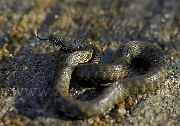 Würfelnatter (Natrix tesselata)