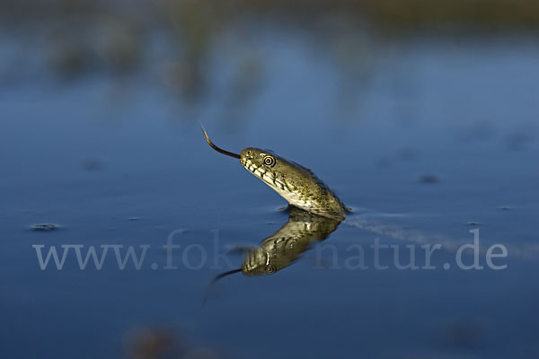 Würfelnatter (Natrix tesselata)