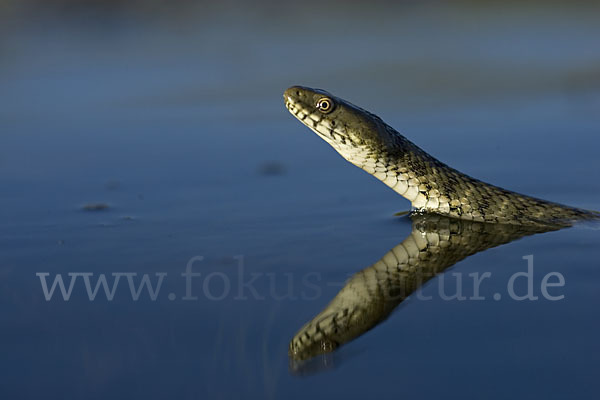 Würfelnatter (Natrix tesselata)