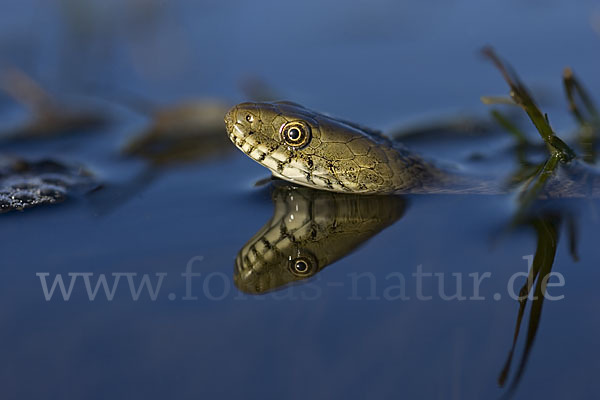 Würfelnatter (Natrix tesselata)