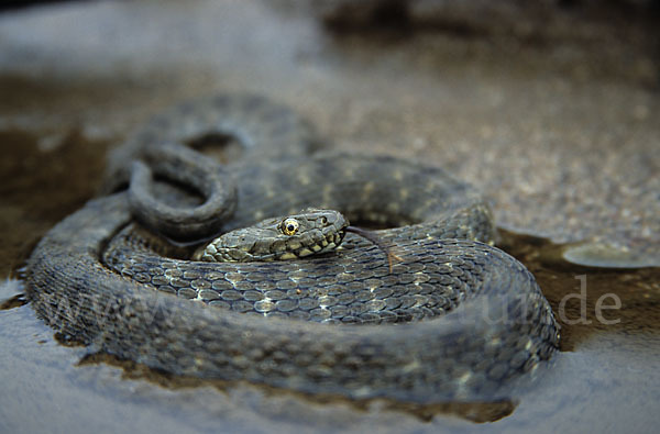 Würfelnatter (Natrix tesselata)