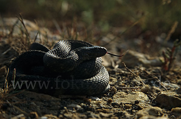 Würfelnatter (Natrix tesselata)