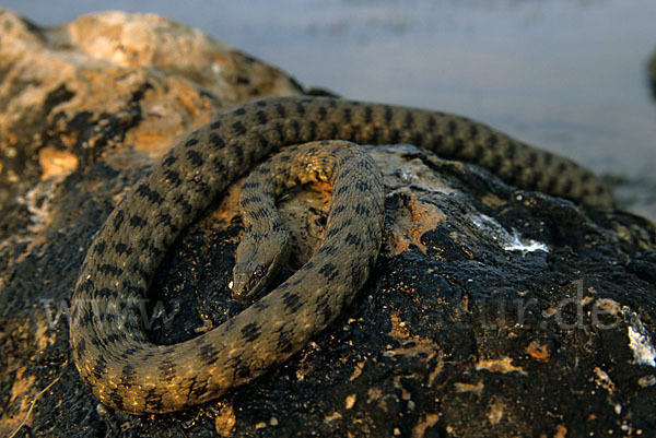 Würfelnatter (Natrix tesselata)