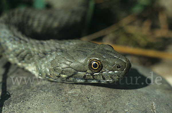 Würfelnatter (Natrix tesselata)