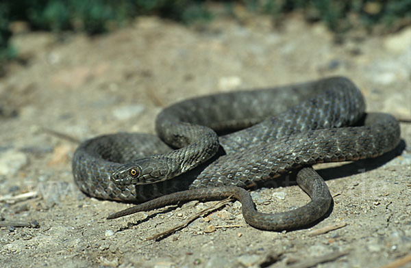 Würfelnatter (Natrix tesselata)